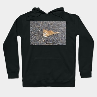 a red cat on the beach Hoodie